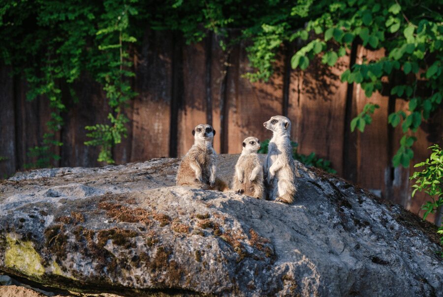 1-day ticket for Schwerin Zoo - Schwerin Zoo’s Nature Setting Makes the Whole Day Easier