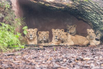 1-day ticket for Schwerin Zoo - The Animal Lineup: What to See for a One-Day Hit List
