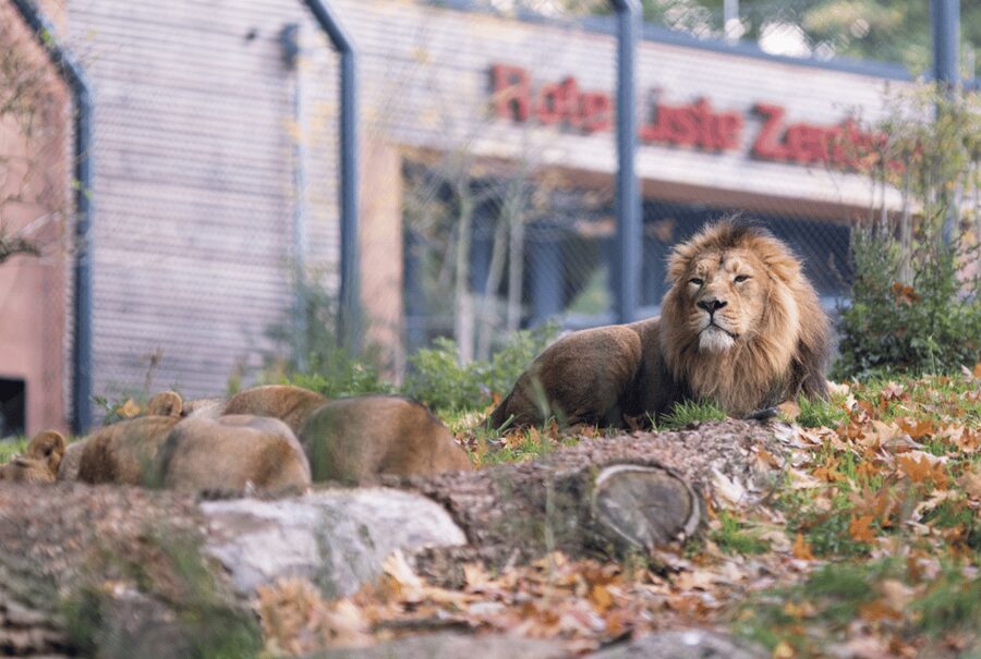 1-day ticket for Schwerin Zoo - Festival Meadow and Prairie Dogs: The Fun Detour That Works