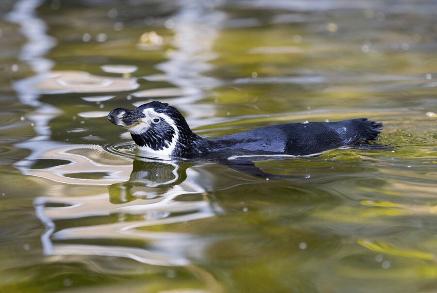 1-day ticket for Schwerin Zoo - Should You Book a Schwerin Zoo Day?