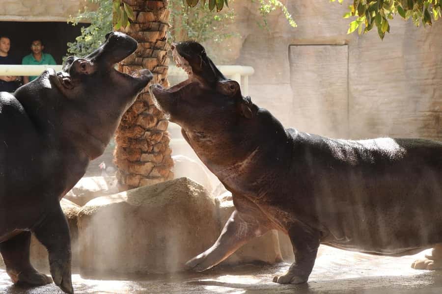 Abu Dhabi: Emirates Park Zoo Entry Ticket - Key highlights to plan your day around