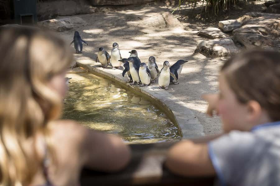 Adelaide Zoo: General Admission Tickets - Adelaide Zoo in the CBD: easy start, solid full-day plan