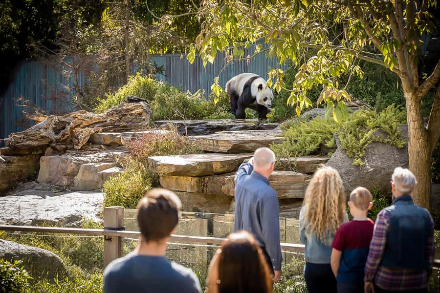 Adelaide Zoo: General Admission Tickets - The pandas problem: when to see Adelaide Zoo’s giant pandas