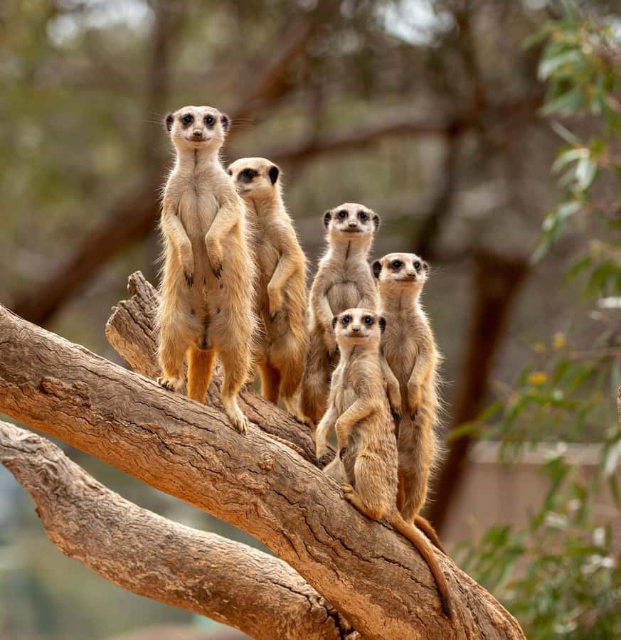 Adelaide Zoo: General Admission Tickets - Lunch and coffee at the zoo: convenient, but not guaranteed for every diet