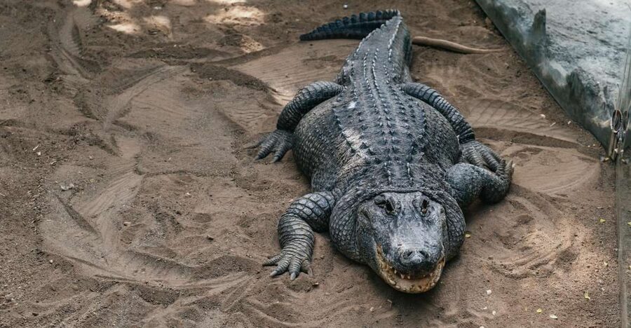 Agüimes: Cocodrilo Park Zoo Entry Ticket - Key things to know before you go