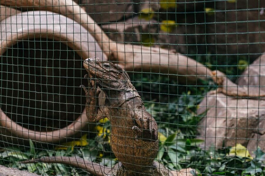 Agüimes: Cocodrilo Park Zoo Entry Ticket - How long to stay (and when it’s worth going)