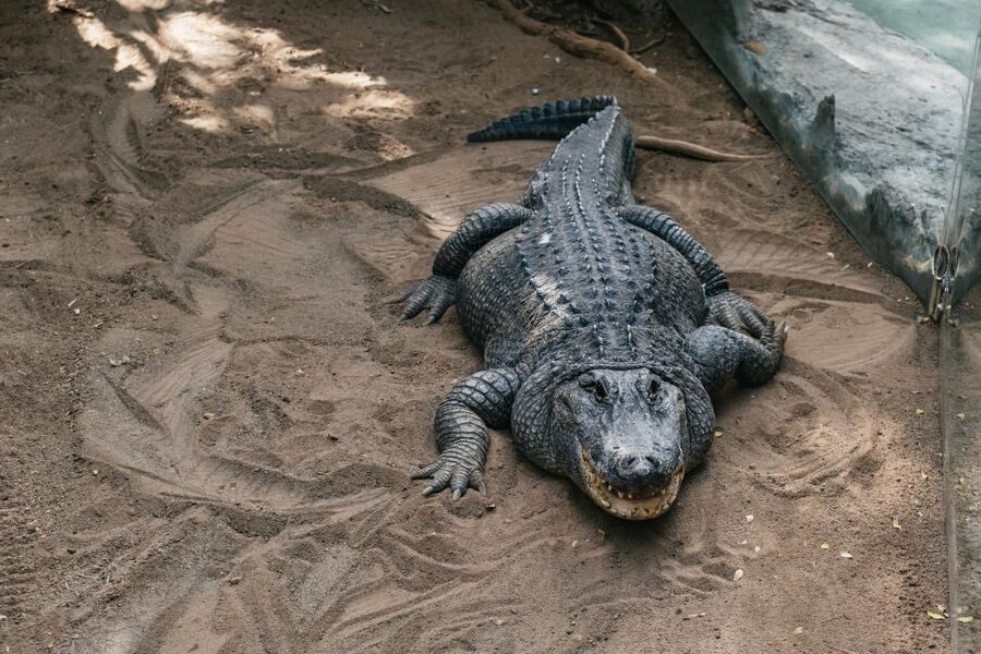 Agüimes: Cocodrilo Park Zoo Entry Ticket - The rescue-zoo vibe: why this place feels different