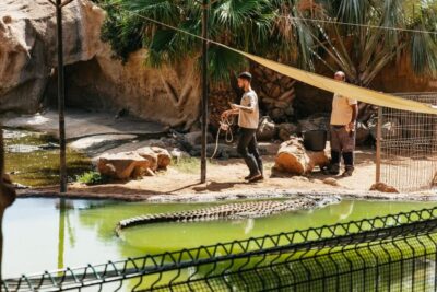 Agüimes: Cocodrilo Park Zoo Entry Ticket - Where to enter and how to plan your timing