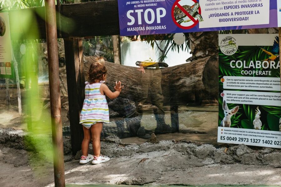 Agüimes: Cocodrilo Park Zoo Entry Ticket - Alligators at center stage: the signature attraction