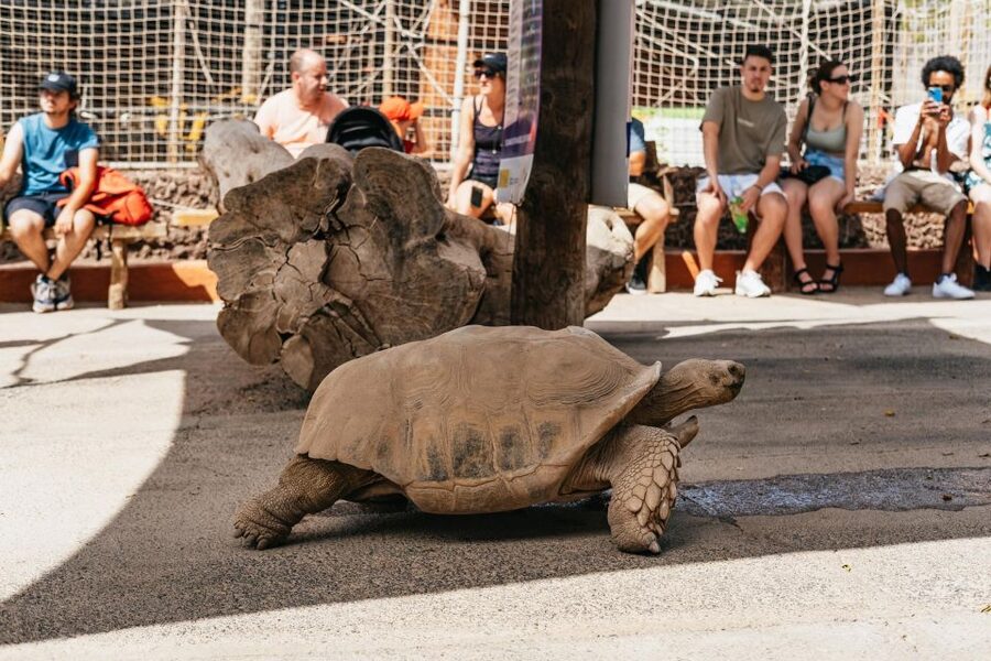 Agüimes: Cocodrilo Park Zoo Entry Ticket - Talks, shows, and animal interaction: how to get the most