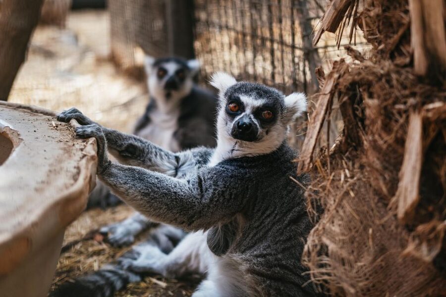 Agüimes: Cocodrilo Park Zoo Entry Ticket - Food and drinks inside the park: simple, kid-friendly, and reasonably priced