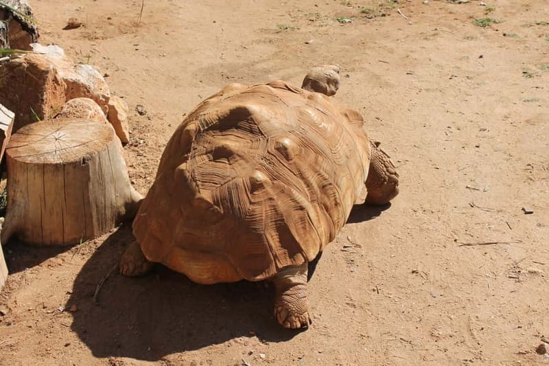 Albufeira Jeep Safari with Zoo - Rain or Shine: How to Plan for Weather on a Half-Day