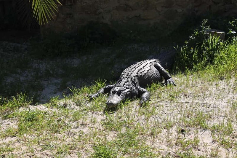 Albufeira Jeep Safari with Zoo - Price and Value: What $55 Buys in Real Time