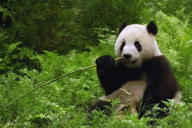All-inclusive Day Tour: Mutianyu Great Wall & Beijing Panda Zoo with Local Lunch - The lunch plan near the Wall: simple, local, and practical