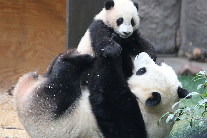 All-inclusive Day Tour: Mutianyu Great Wall & Beijing Panda Zoo with Local Lunch - Timing and stamina: a 9-hour day you’ll want to plan for