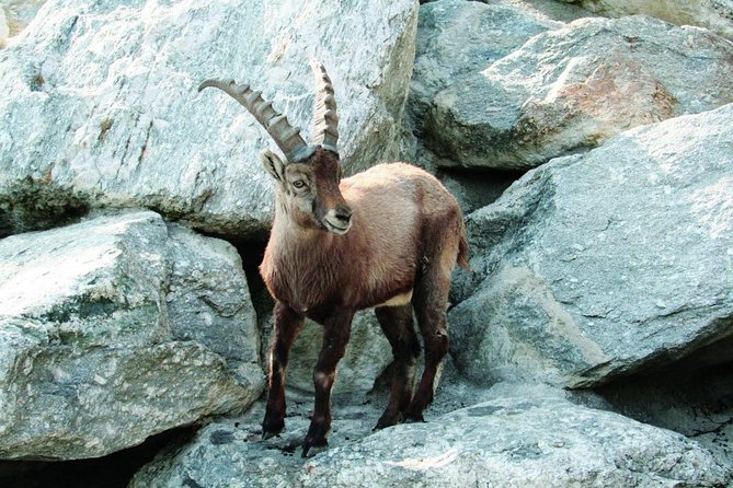 Alpine Zoo Innsbruck and Hungerburg Funicular Combo Ticket - Key things to know before you go
