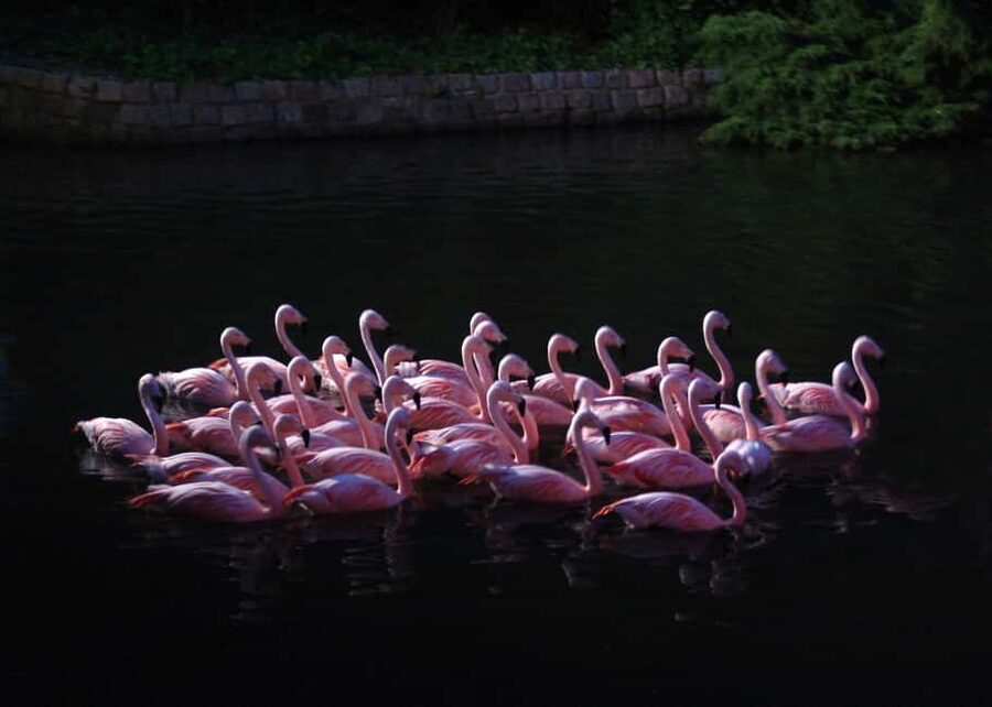 Amsterdam: ARTIS Amsterdam Royal Zoo Entry Ticket - The Planetarium: space included with your admission