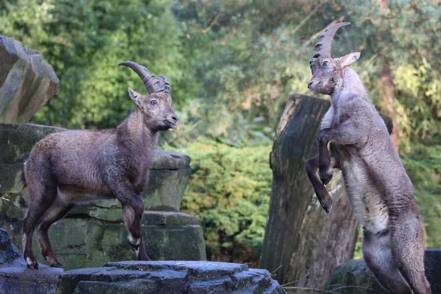Amsterdam: ARTIS Amsterdam Royal Zoo Entry Ticket - Historic city park strolls and botanical garden time