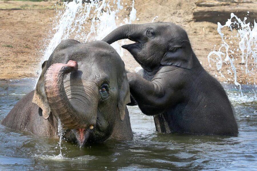 Amsterdam: ARTIS Royal Zoo and ARTIS Groote Museum Ticket - Key things you’ll enjoy most