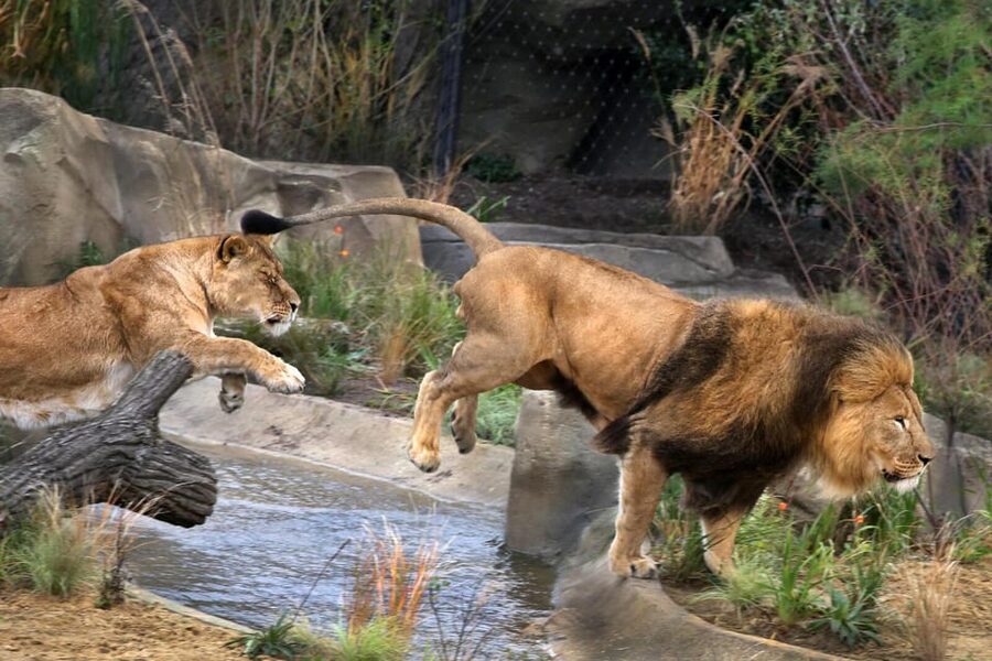Amsterdam: ARTIS Royal Zoo and ARTIS Groote Museum Ticket - A One-Day Combo That Feels Made for Walking Canals