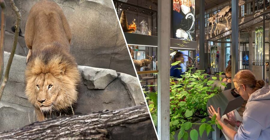 Amsterdam: ARTIS Royal Zoo and ARTIS Groote Museum Ticket - The Elephant Expedition and Newborn Elephant Calves