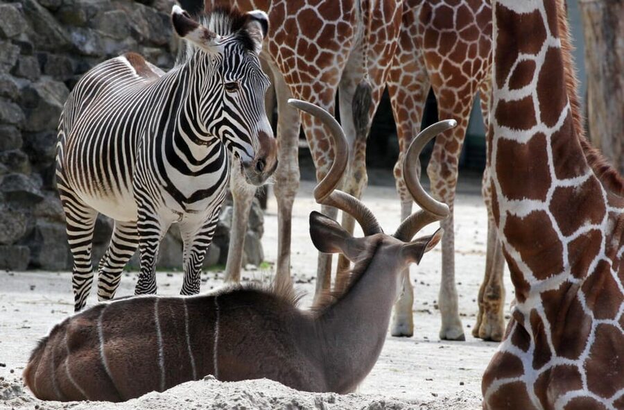 Amsterdam: ARTIS Royal Zoo and ARTIS Groote Museum Ticket - Tanja: Up Close and the Museum’s Hands-On Approach