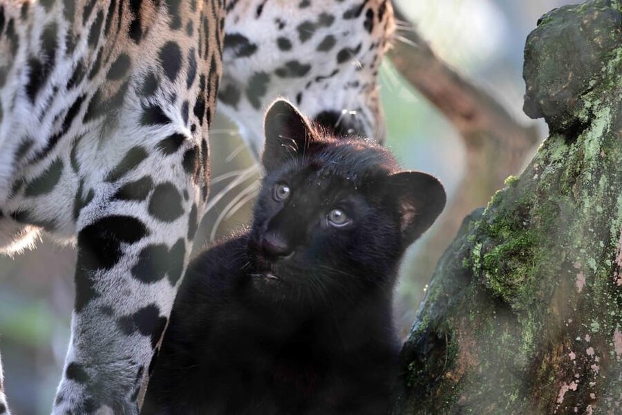 Amsterdam: Artis Royal Zoo & ARTIS-Micropia Combo Ticket - Why ARTIS Royal Zoo and ARTIS-Micropia fit together so well