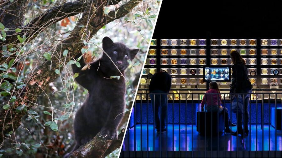 Amsterdam: Artis Royal Zoo & ARTIS-Micropia Combo Ticket - ARTIS Royal Zoo: elephants, penguins, gorillas, and the big-garden feel