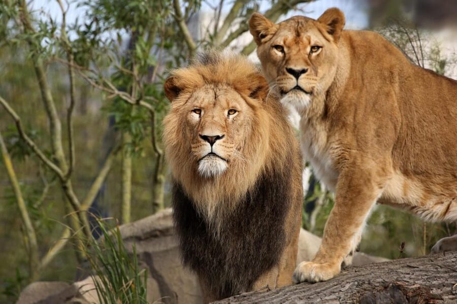 Amsterdam: Artis Royal Zoo & ARTIS-Micropia Combo Ticket - The Elephant Expedition and the best way to pace your zoo visit