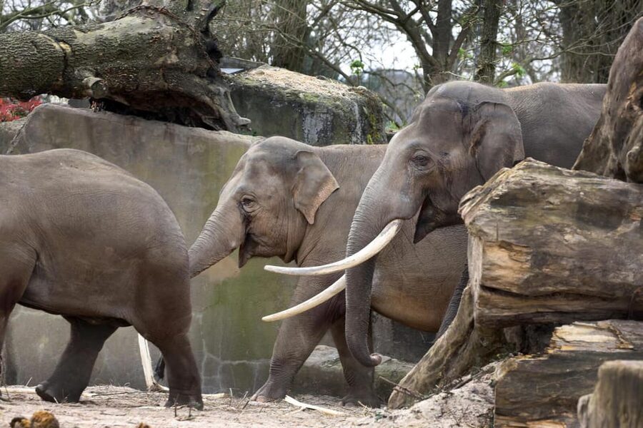 Amsterdam: Artis Royal Zoo & ARTIS-Micropia Combo Ticket - Pricing and value: what you really get for about $55