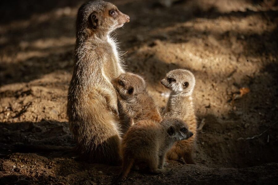 Antwerp: ZOO Entry Ticket - Key Highlights You’ll Feel Immediately