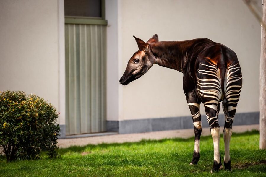 Antwerp: ZOO Entry Ticket - Planning Your Walk: Great Apes, the Egyptian Temple, and the Savannas