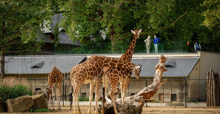 Antwerp: ZOO Entry Ticket - Key Exhibits Beyond the Big Names: Aquaforum, Reptiles, and the Aquarium