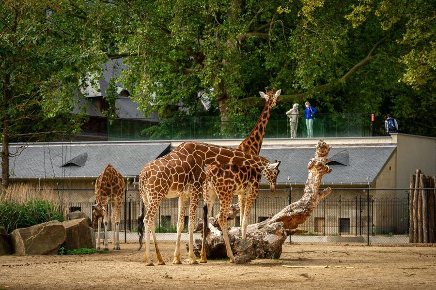 Antwerp: ZOO Entry Ticket - Keeper Talks and Feeding Time: Educational Value and One Language Catch