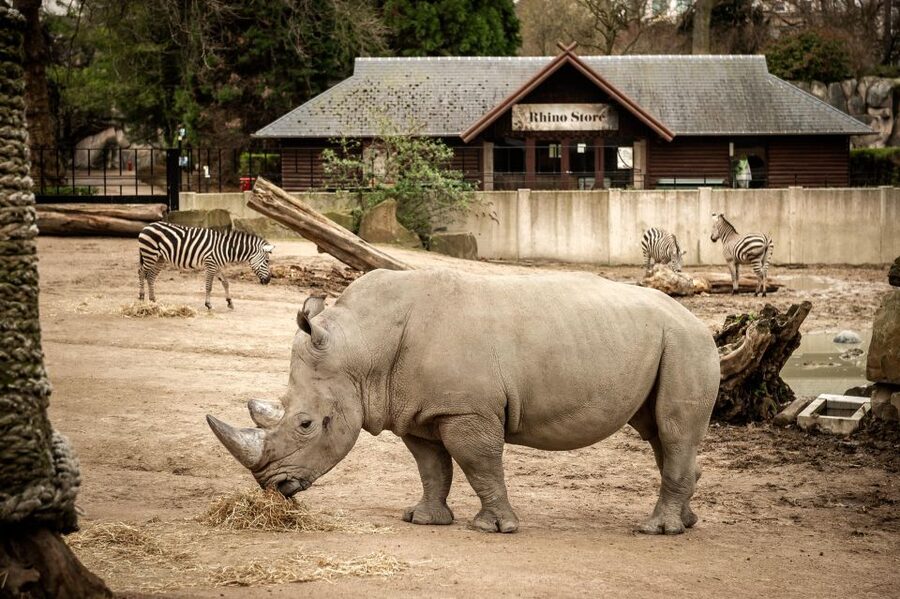 Antwerp: ZOO Entry Ticket - Zoo Rules That Affect Your Day: Pets, Touching, and Feeding