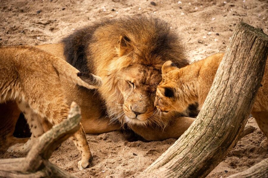 Antwerp: ZOO Entry Ticket - Practical Tips That Make the Day Smoother