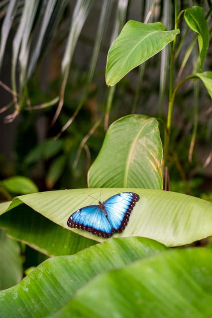 Arnhem: Burgers' Zoo Entry Ticket - Rimba rainforest and the Belize-inspired indoor mangrove