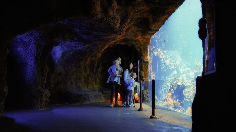 Arnhem: Burgers' Zoo Entry Ticket - Price and value: what $33 buys you in real experience