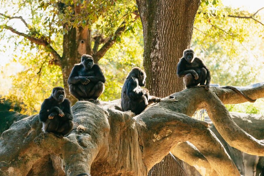 Atlanta: Zoo Atlanta General Admission Ticket - Price and value: why $34 makes sense for a full day