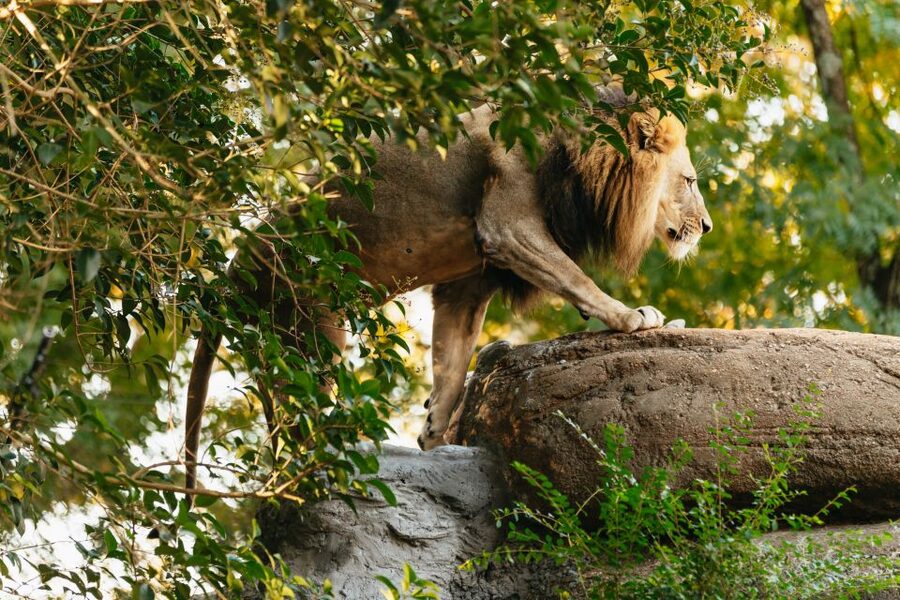 Atlanta: Zoo Atlanta General Admission Ticket - What’s included—and what you may pay for on top