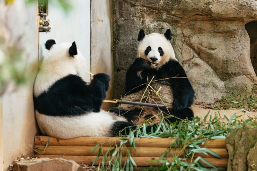 Atlanta: Zoo Atlanta General Admission Ticket - Arriving for the best animal viewing (without burning your day)