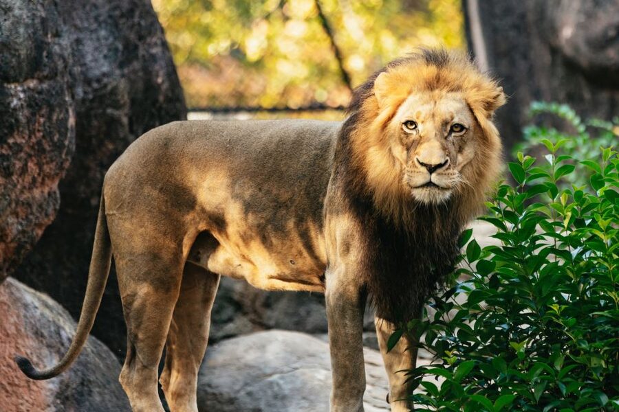 Atlanta: Zoo Atlanta General Admission Ticket - Gorillas and orangutans: the rainforest home worth pacing for