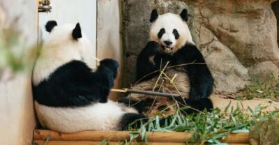 Atlanta: Zoo Atlanta General Admission Ticket - The African Savanna: lions, elephants, and the trick to good sightings