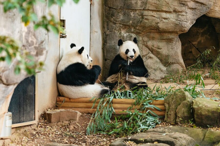 Atlanta: Zoo Atlanta General Admission Ticket - Wild Encounters and the Rollins Health Center: when you want the care story