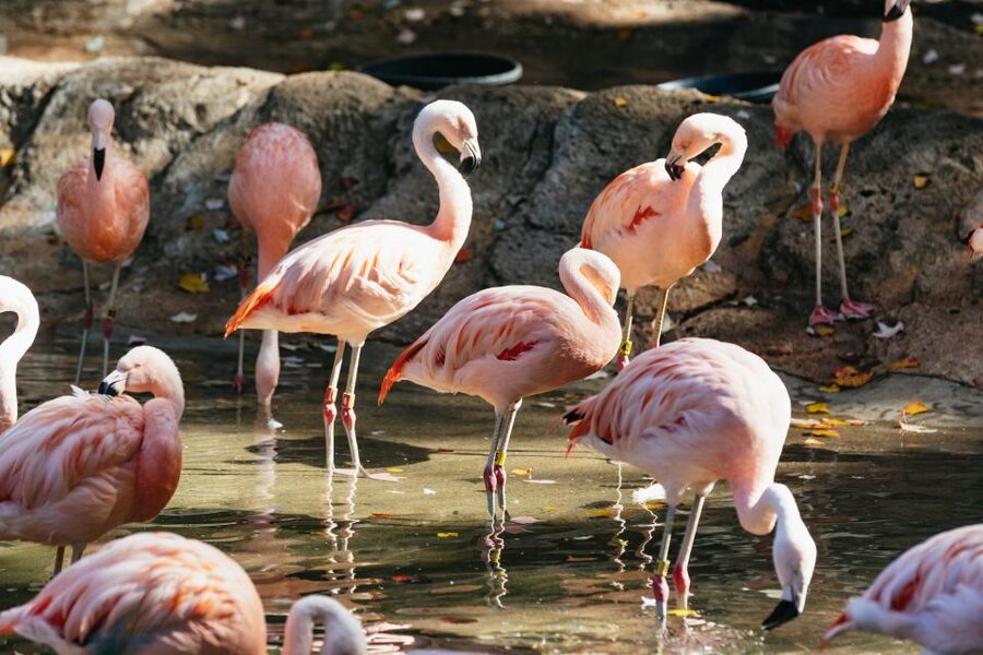 Atlanta: Zoo Atlanta General Admission Ticket - Safari Express, carousel time, and kid energy that doesn’t drain adults