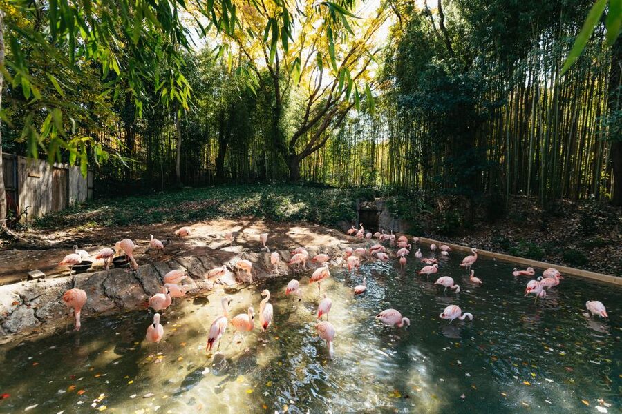 Atlanta: Zoo Atlanta General Admission Ticket - Timing matters: food hours, animals moved in, and exhibit updates
