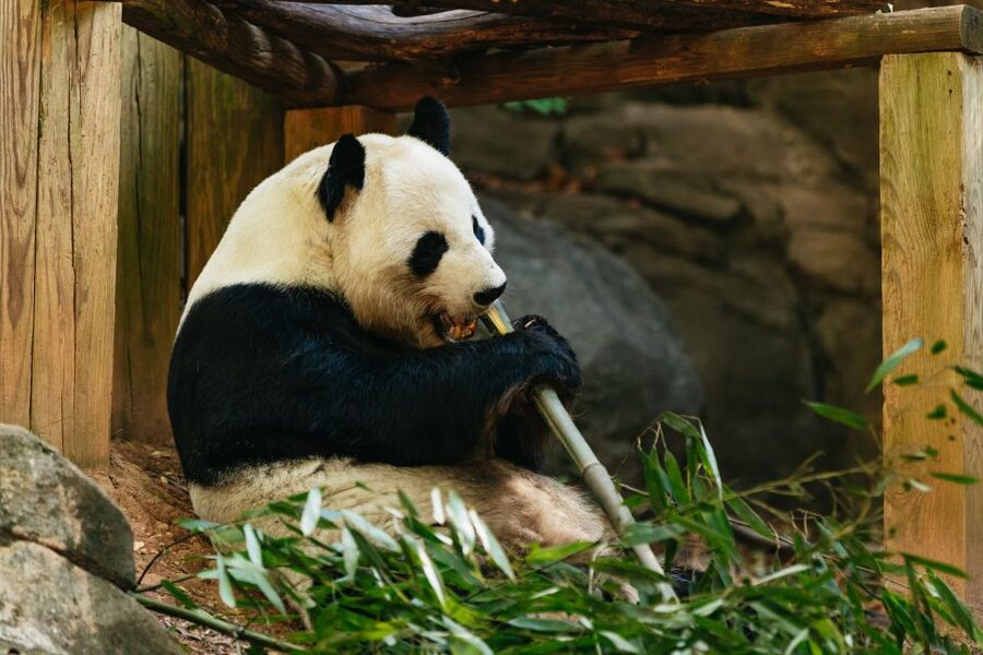 Atlanta: Zoo Atlanta General Admission Ticket - Getting there: parking that won’t steal your morning