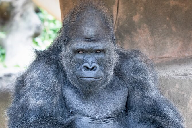 Audubon Zoo Ticket - Entering the zoo: getting your bearings without losing an hour