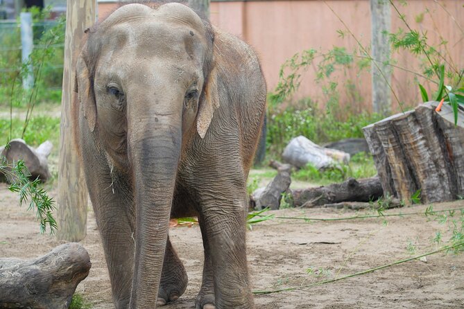 Audubon Zoo Ticket - African lions and Sumatran orangutans: close viewing that feels personal