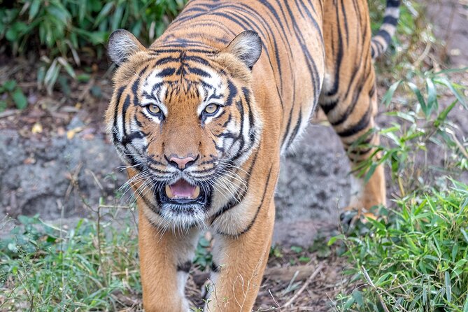 Audubon Zoo Ticket - Jaguar Jungle and Criaturas de la Noche: Central America with a plot
